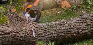 Best Tree Health Inspection  in Bear Creek, AK