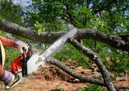 Best Leaf Removal  in Bear Creek, AK