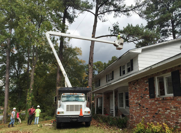 Best Emergency Tree Removal  in Bear Creek, AK