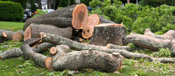 Best Tree Preservation Services  in Bear Creek, AK